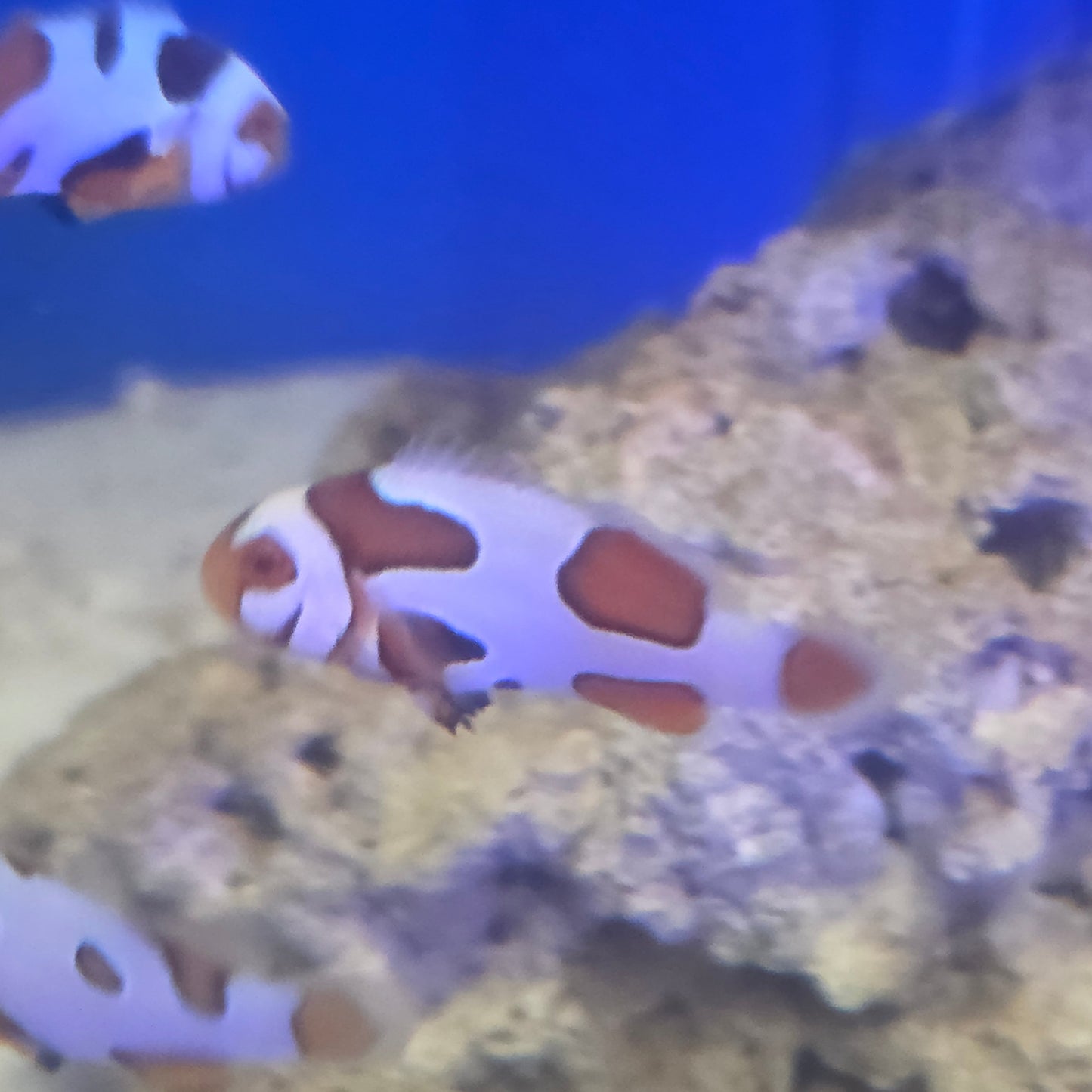 Helmet Picasso Extreme Grade Clownfish