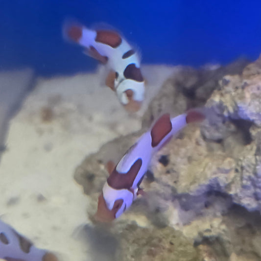 Helmet Picasso Extreme Grade Clownfish