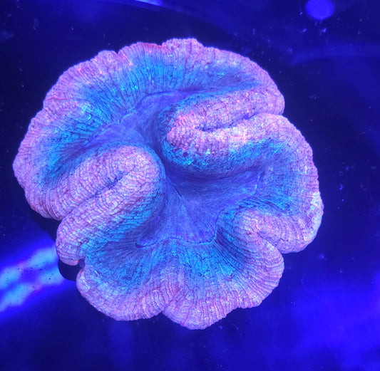 Trachyphyllia