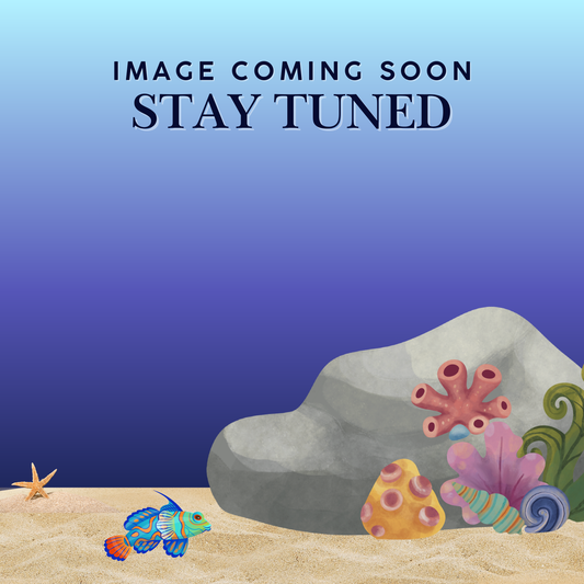 Live Rock For Saltwater Fish Tank