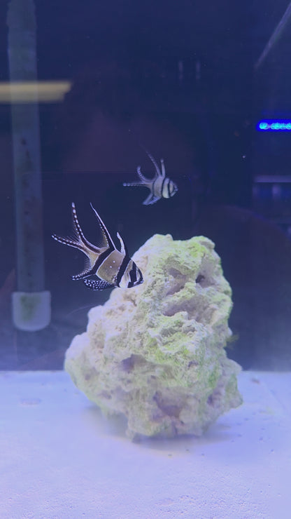 Bangaii Cardinalfish