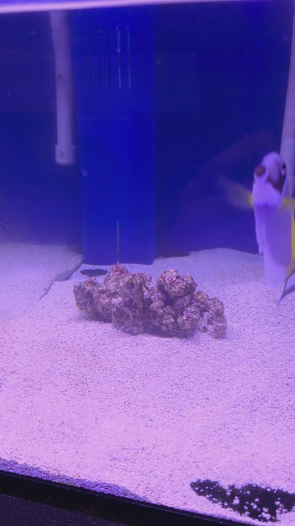 Powder Blue Tang M