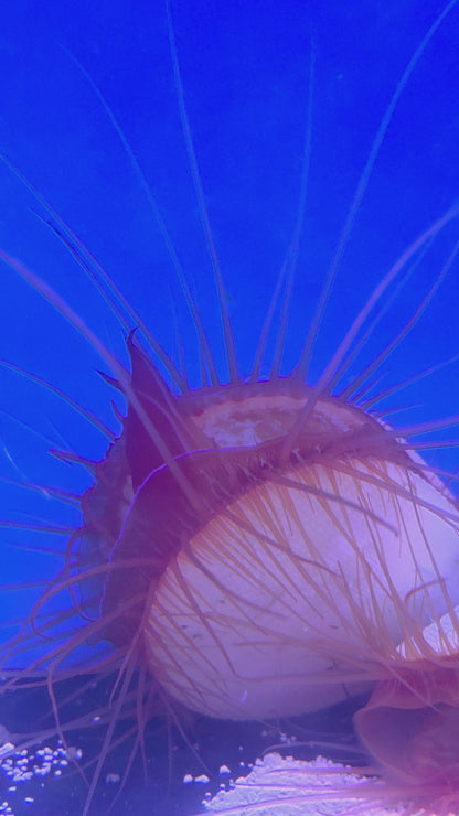 Electric Flame Scallops