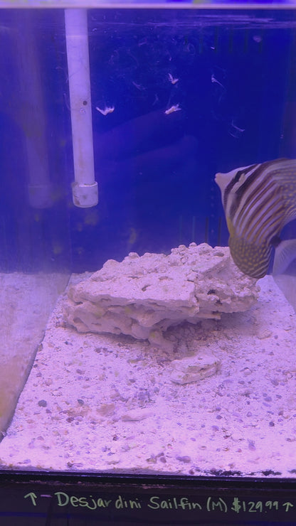Red Sea Desjardini Sailfin Tang (M)