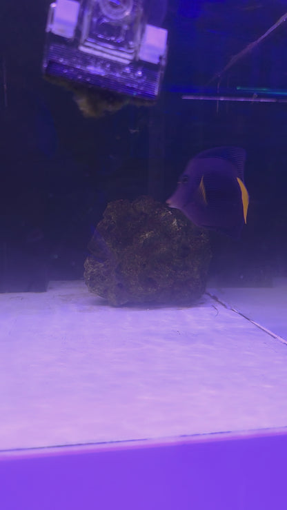 Purple Tang (Large)