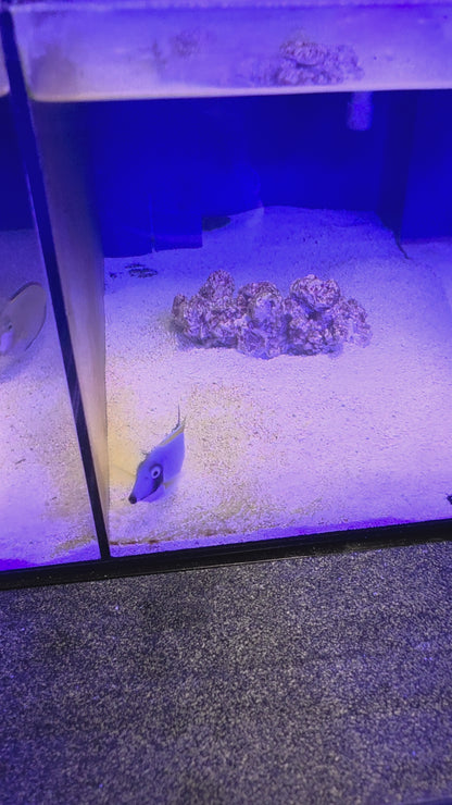 Powder Blue Tang ML
