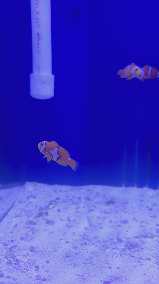 Percula Clownfish