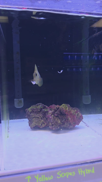 Hybrid Yellow Scopas Tang