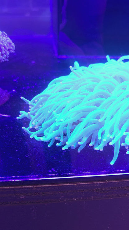 Long Tentacle Plate Coral