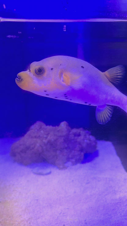 Yellow Belly Dogface Puffer