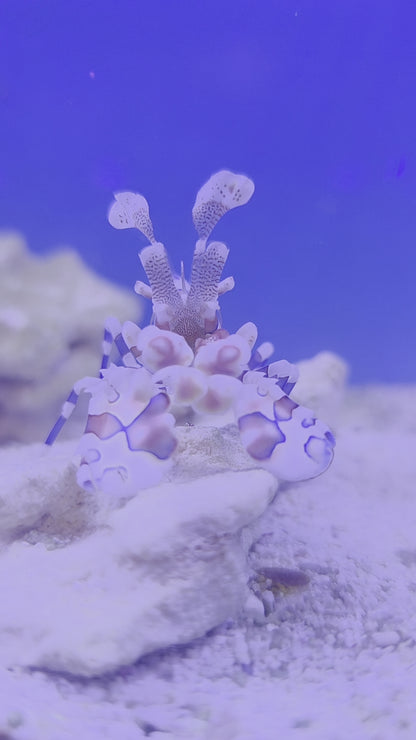 Harlequin Shrimp (Large)