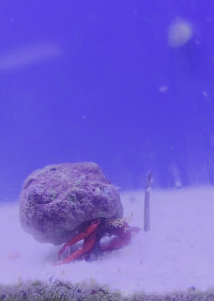 Scarlet Reef Hermit Crab