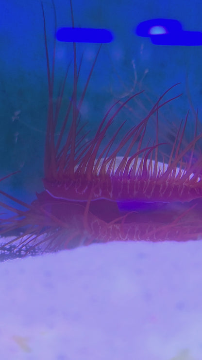 Electric Flame Scallops