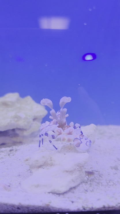 Harlequin Shrimp (Large)