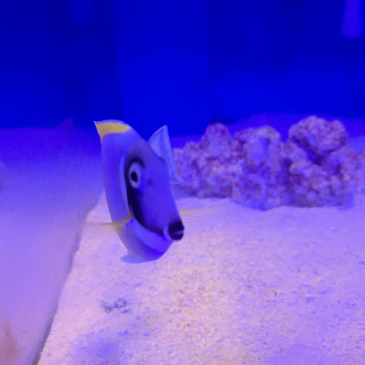 Powder Blue Tang ML