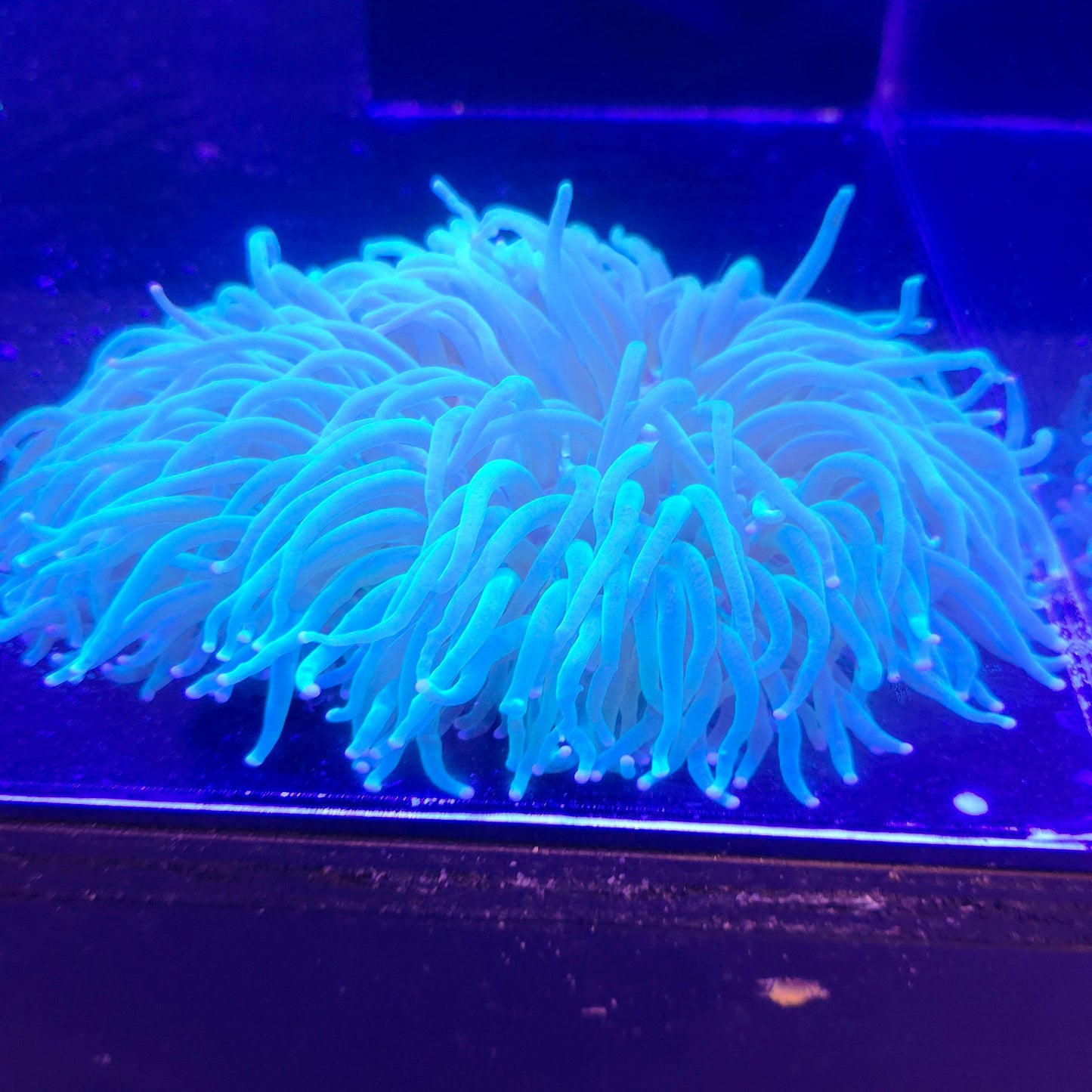 Long Tentacle Plate Coral