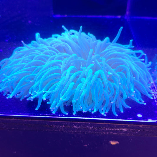 Long Tentacle Plate Coral
