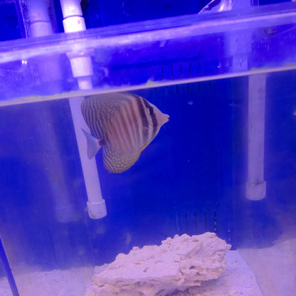Red Sea Desjardini Sailfin Tang (M)