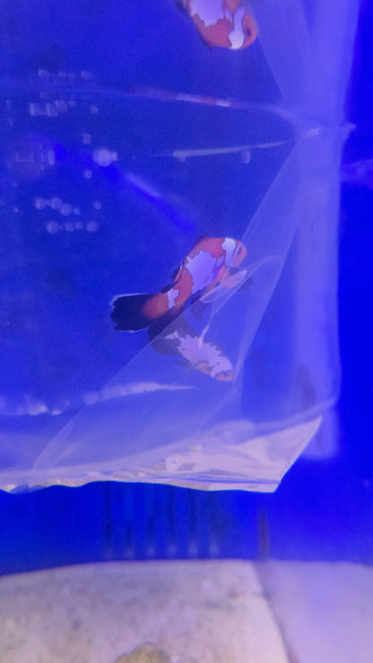 Longfin Extreme Grade Black Ice Snowflake Clownfish (Price Is For The Pair)