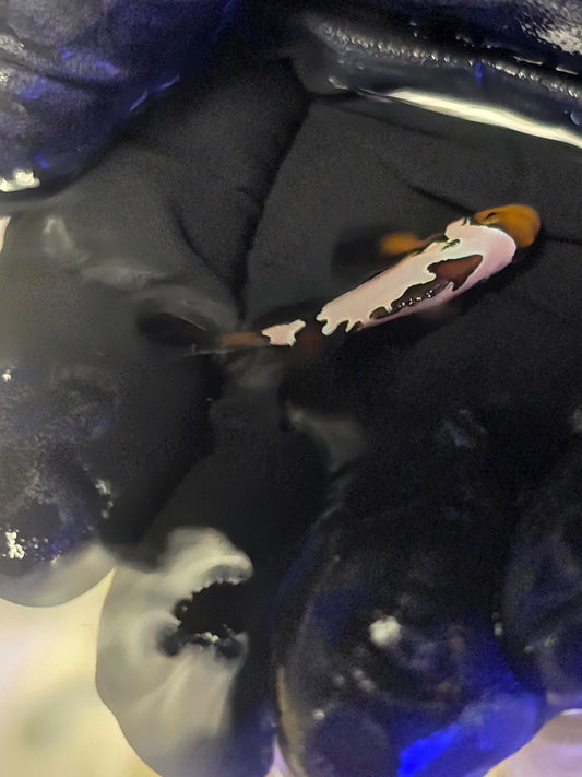 Longfin Extreme Grade Black Ice Snowflake Clownfish (Price Is For The Pair)