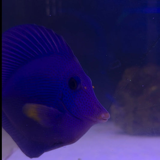 Purple Tang (Large)