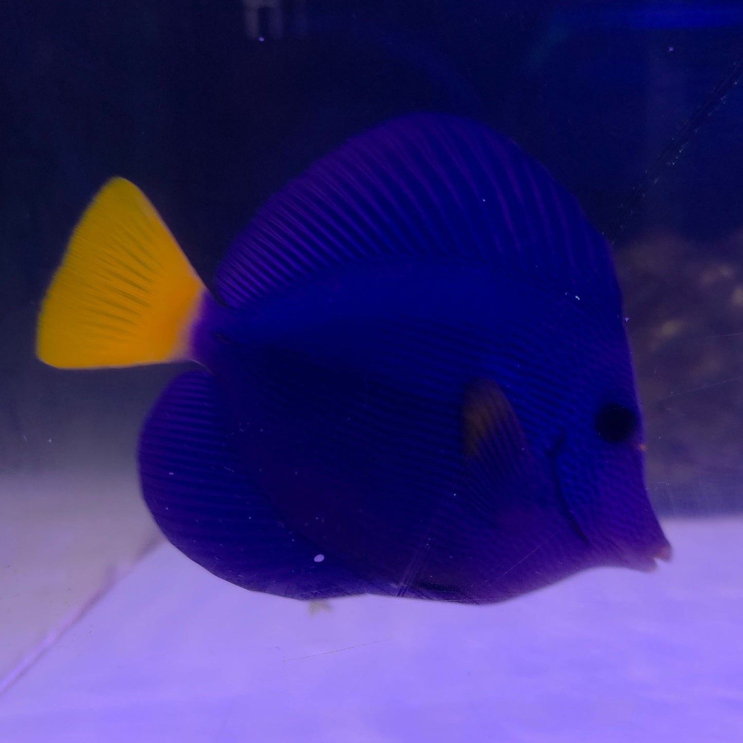 Purple Tang (Large)