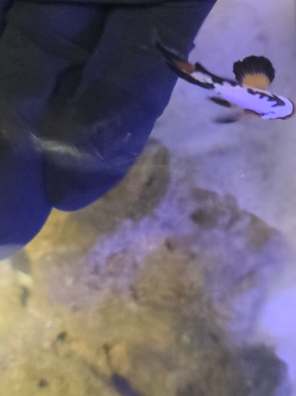 Longfin Extreme Grade Black Ice Snowflake Clownfish (Price Is For The Pair)
