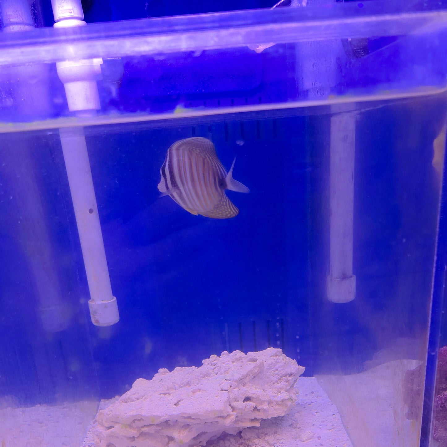 Red Sea Desjardini Sailfin Tang (M)