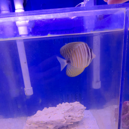 Red Sea Desjardini Sailfin Tang (M)