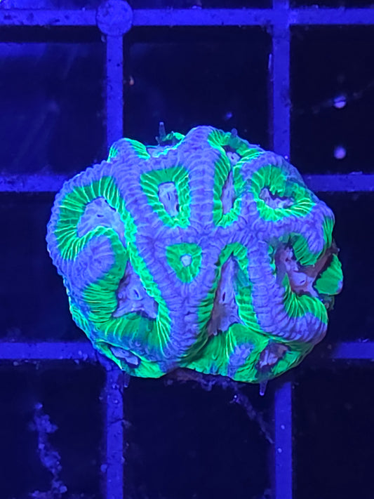 Scooby Doo Platygyra