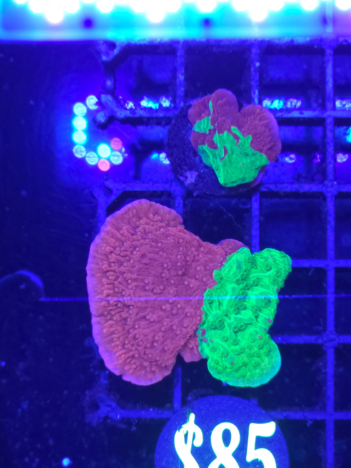 Grafted Montipora