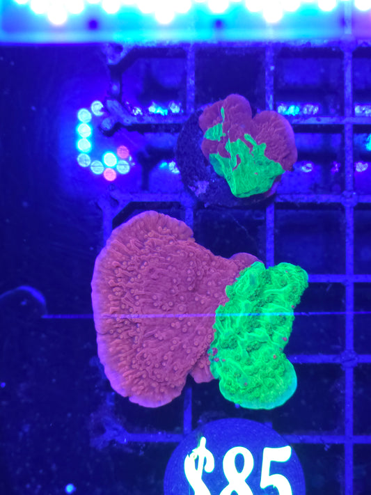 Grafted Montipora