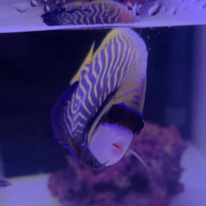 Adult Imperator Angel