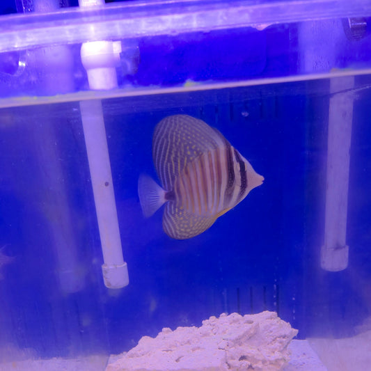 Red Sea Desjardini Sailfin Tang (M)