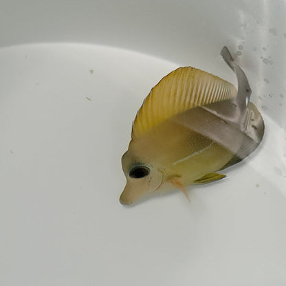 Hybrid Yellow Scopas Tang