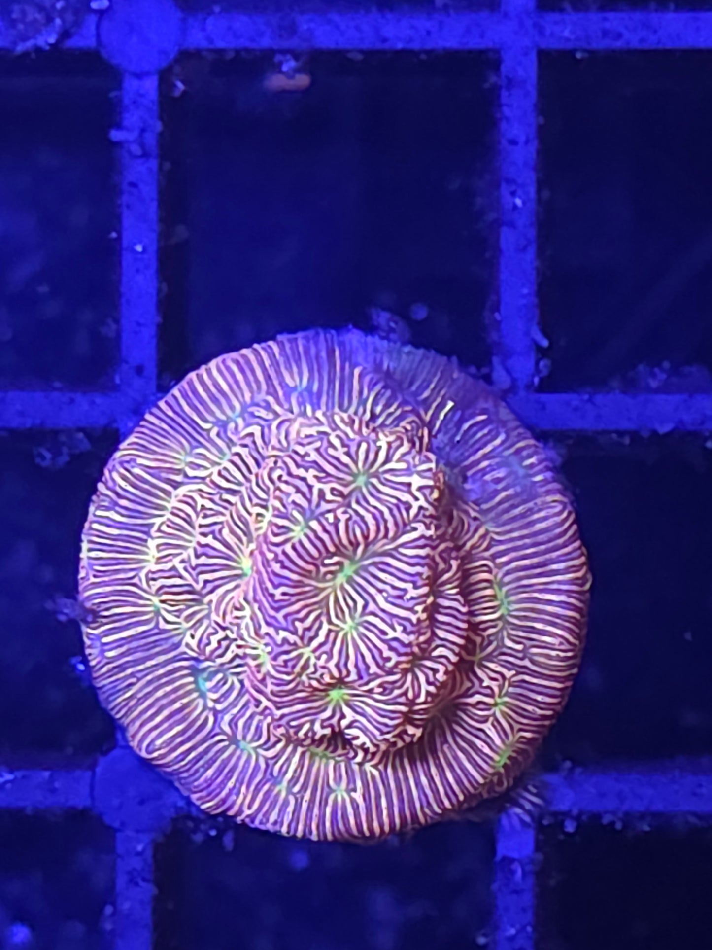 Golden Pink Leptoseris