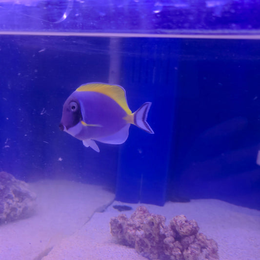 Powder Blue Tang M