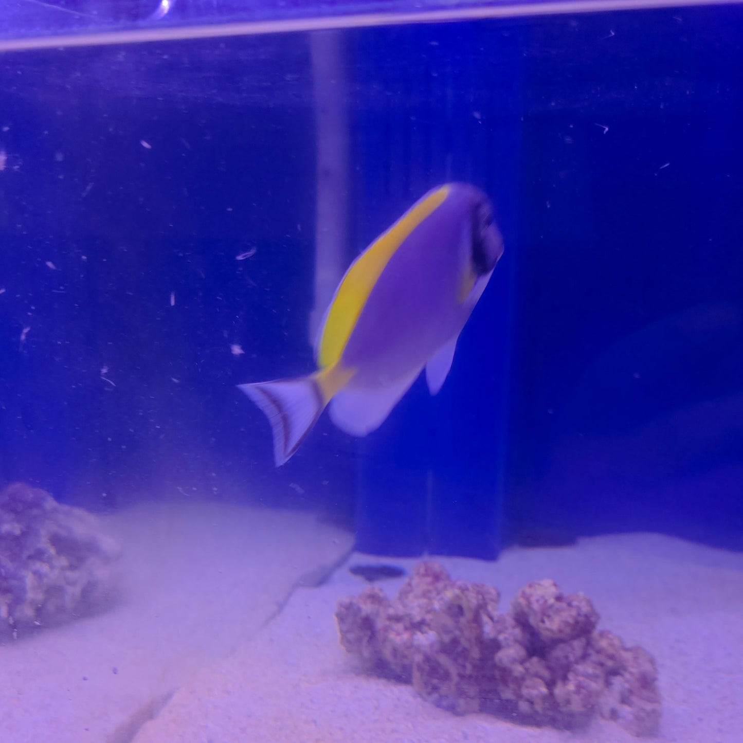 Powder Blue Tang M