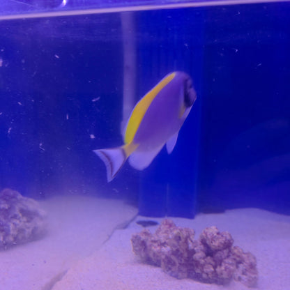 Powder Blue Tang M