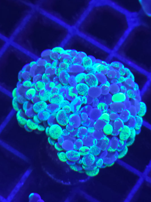 Green Splatter Hammer