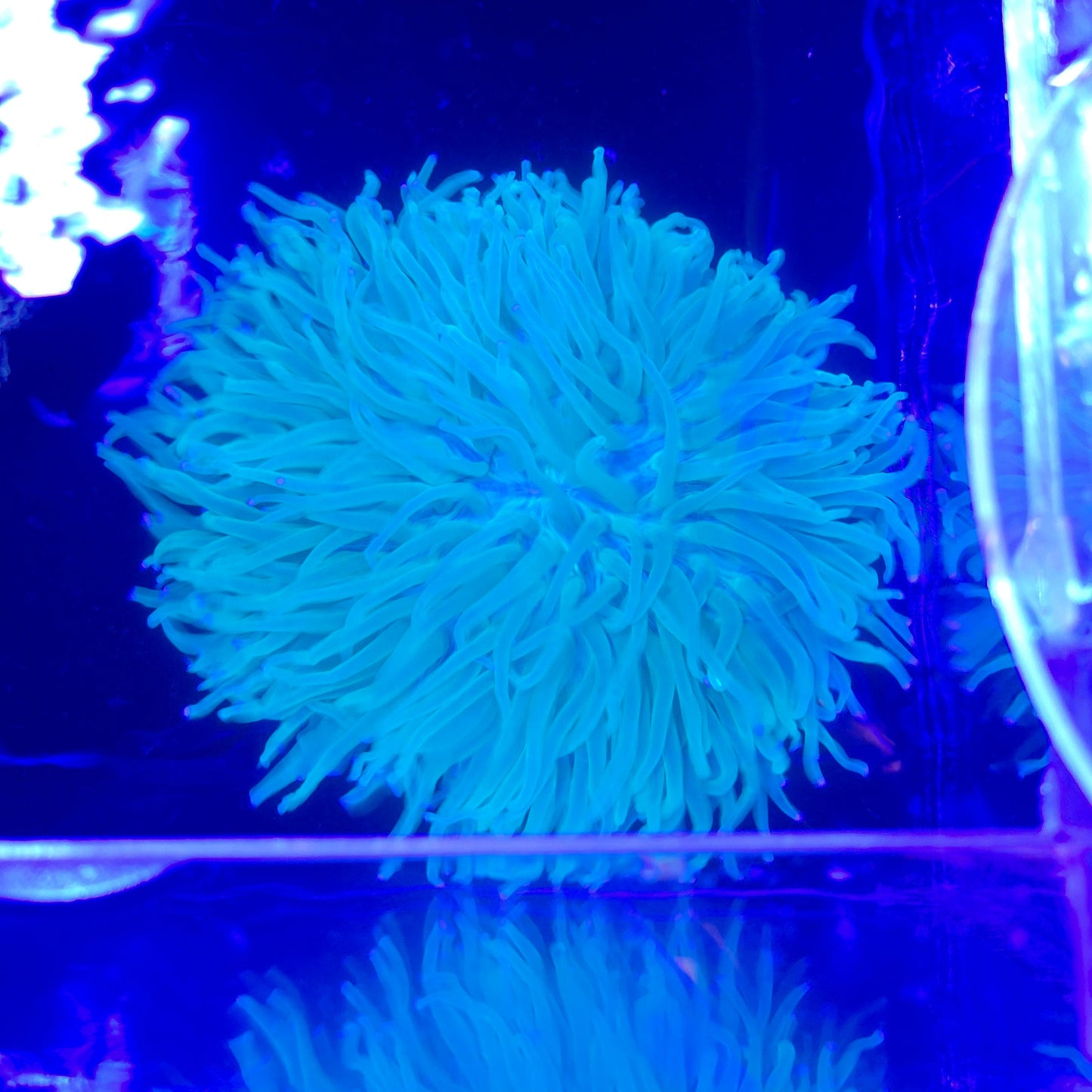 Long Tentacle Plate Coral