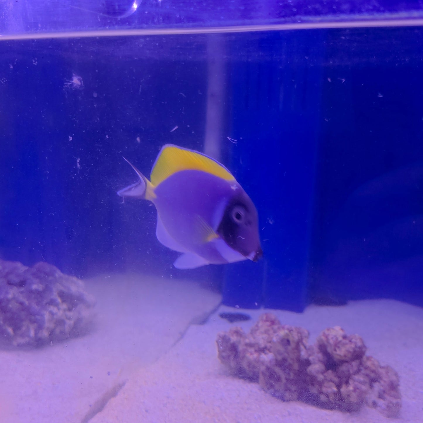 Powder Blue Tang M
