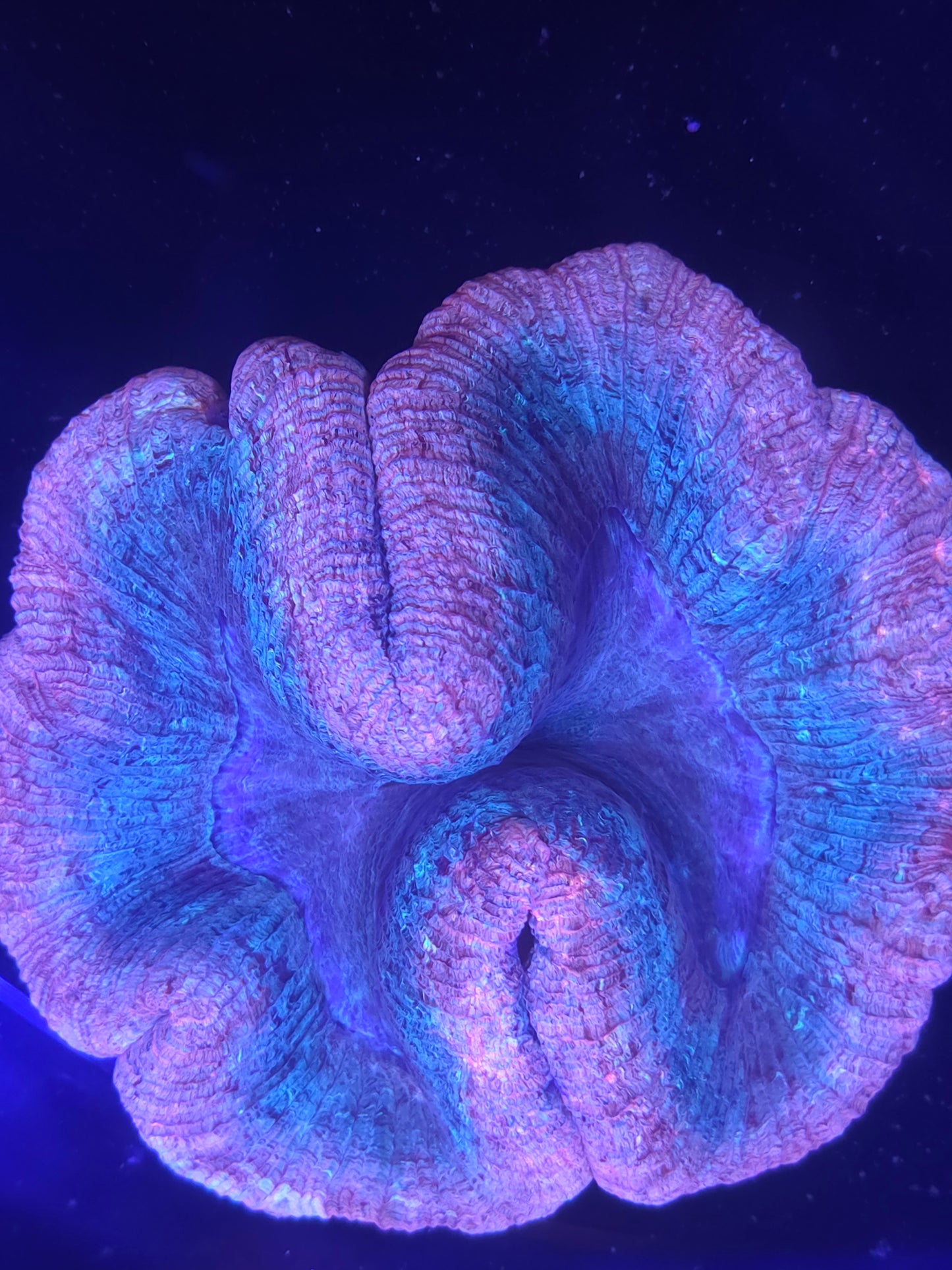 Trachyphyllia