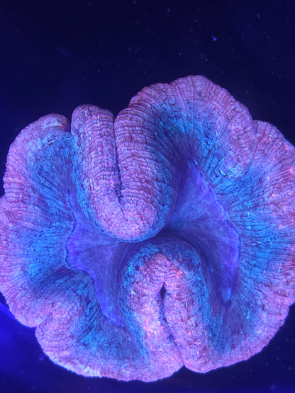 Trachyphyllia
