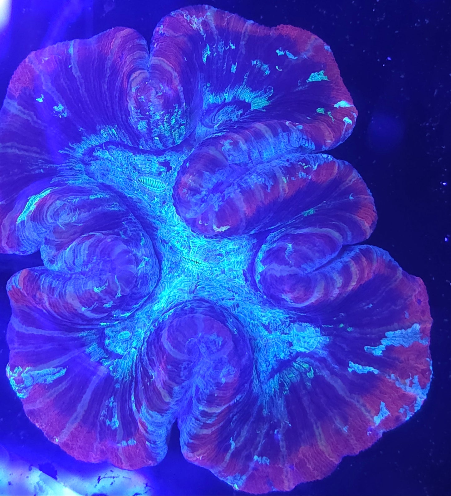 Trachyphyllia