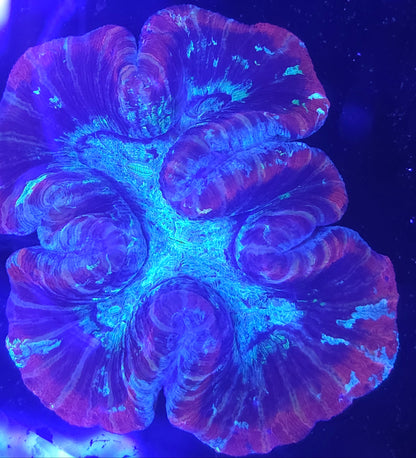 Trachyphyllia