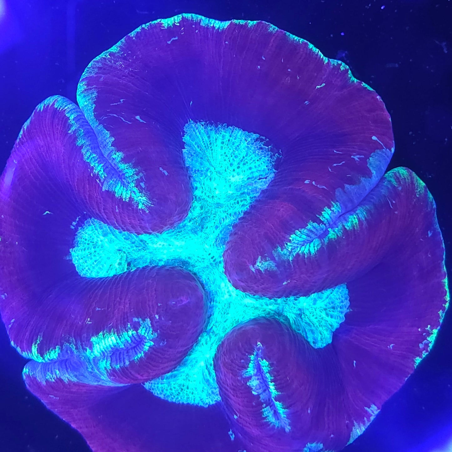 Trachyphyllia