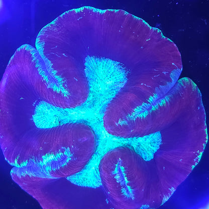 Trachyphyllia